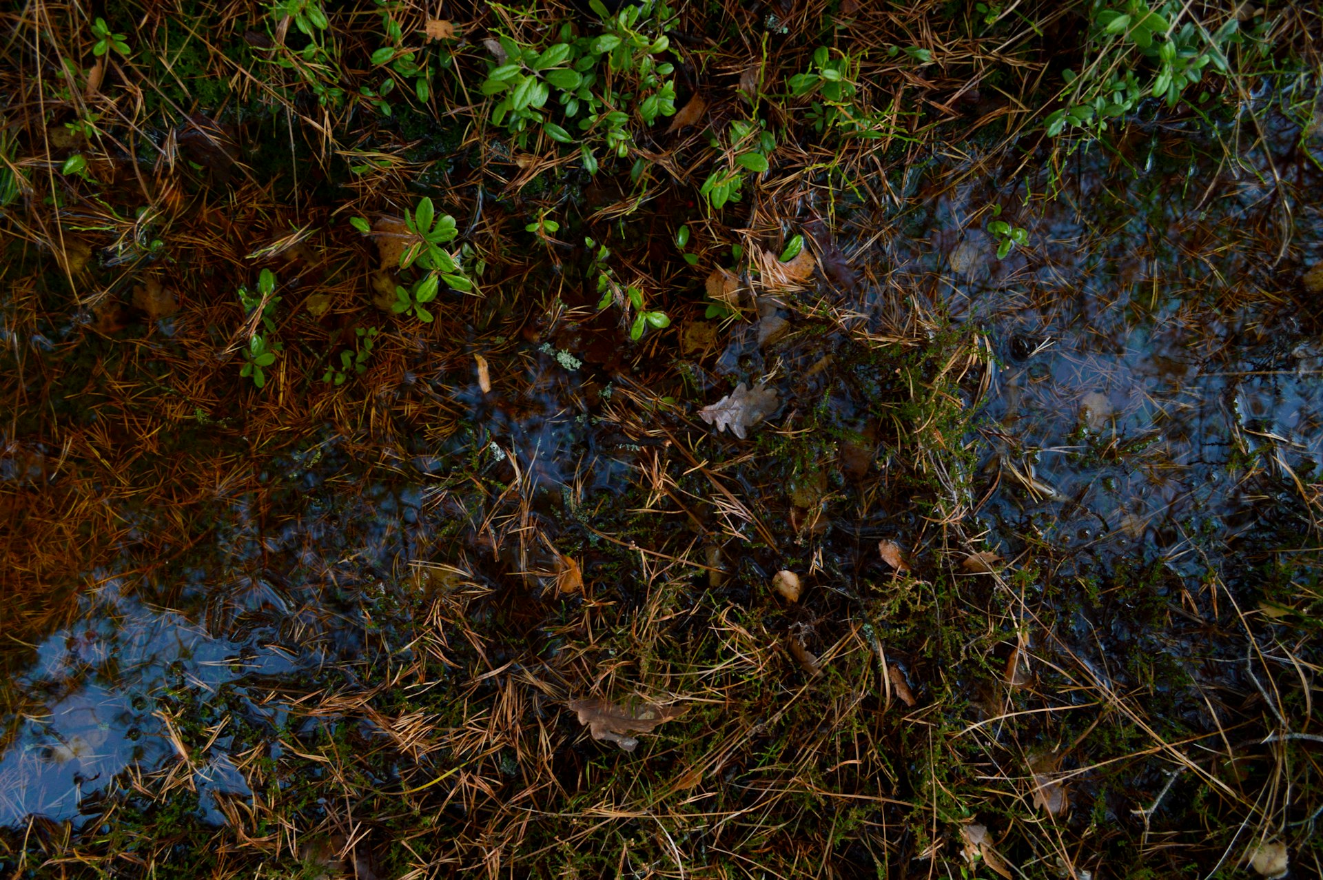 green plant and grass